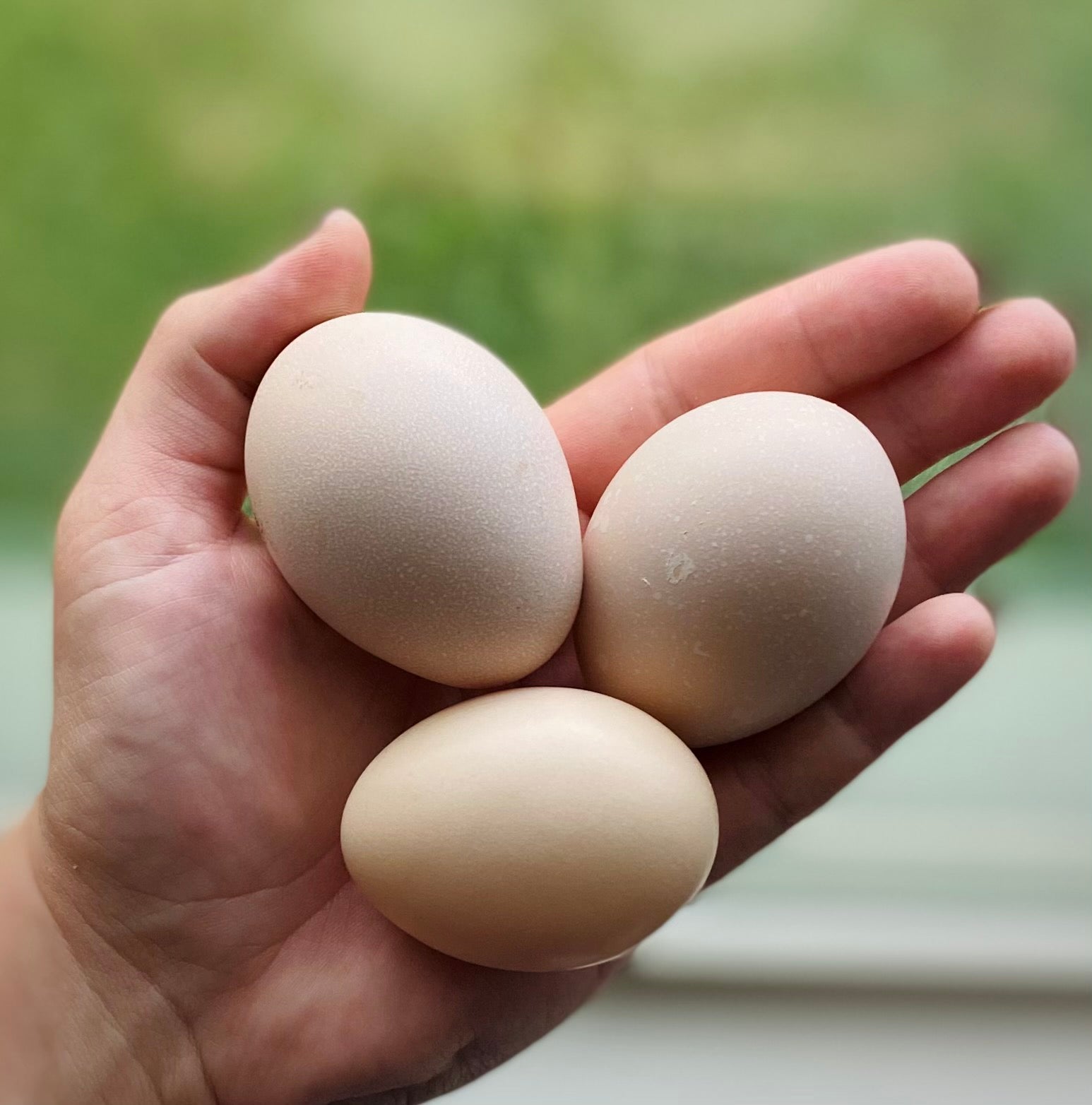 A relevant stock photo of ayam cemani eggs in a typical setting.