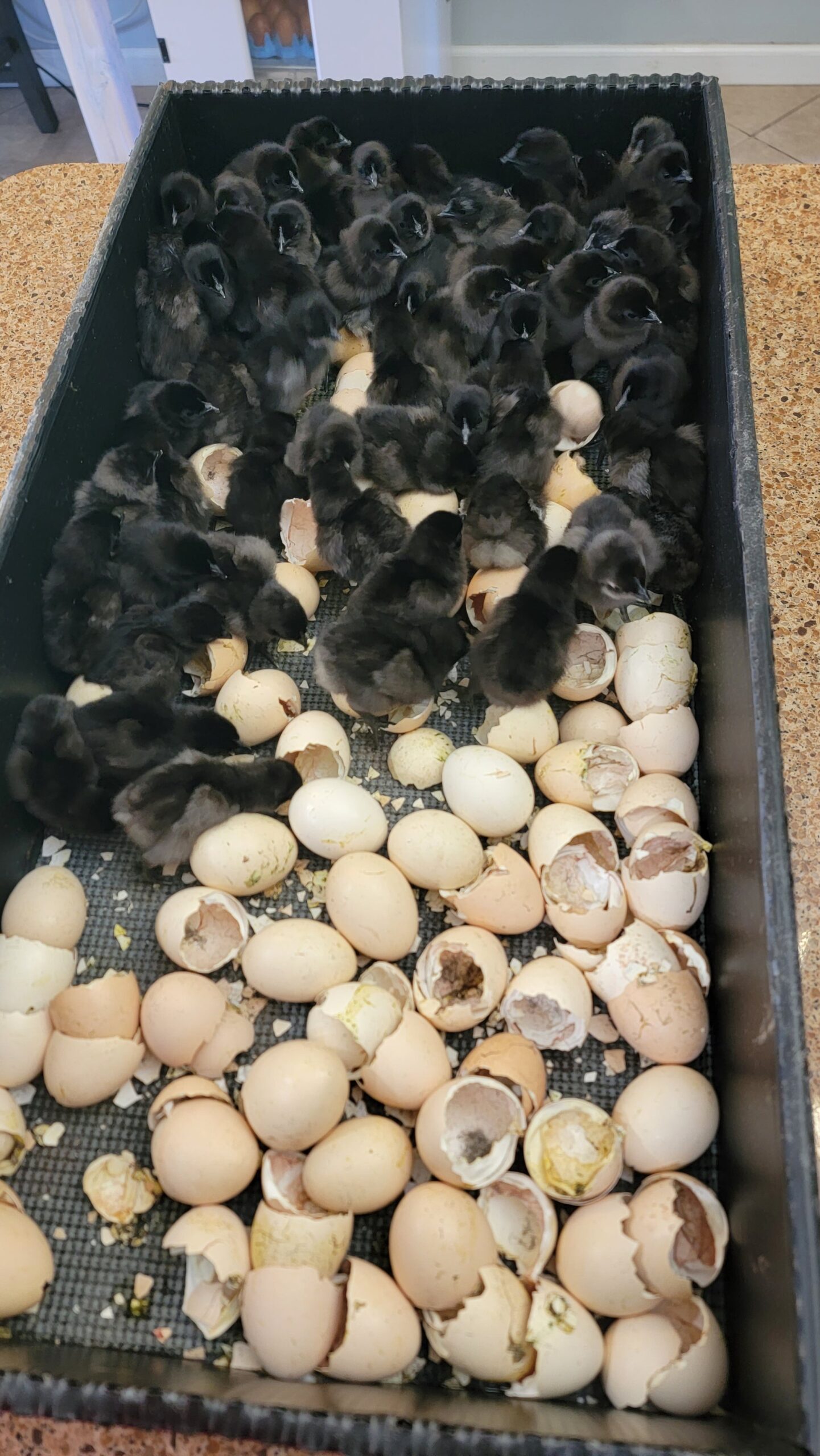 A relevant stock photo of ayam cemani eggs in a typical setting.
