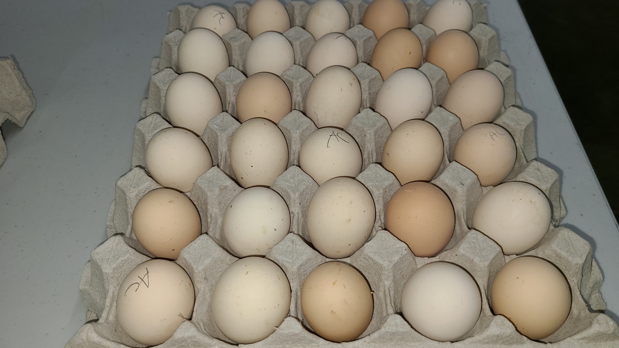 A relevant stock photo of ayam cemani eggs in a typical setting.