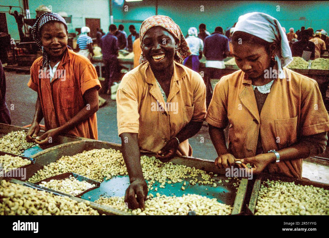 A relevant stock photo of cashew suppliers in a typical setting.
