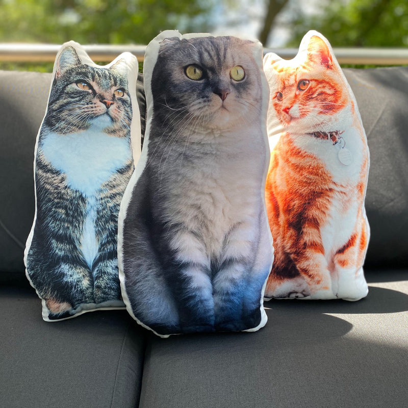 A relevant stock photo of cat into pillow in a typical setting.