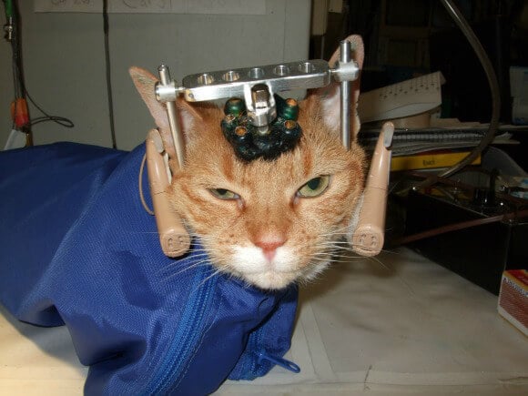 A relevant stock photo of cat's lab in a typical setting.