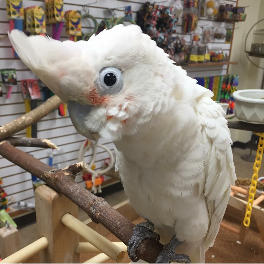 A relevant stock photo of cockatoo for sale in a typical setting.