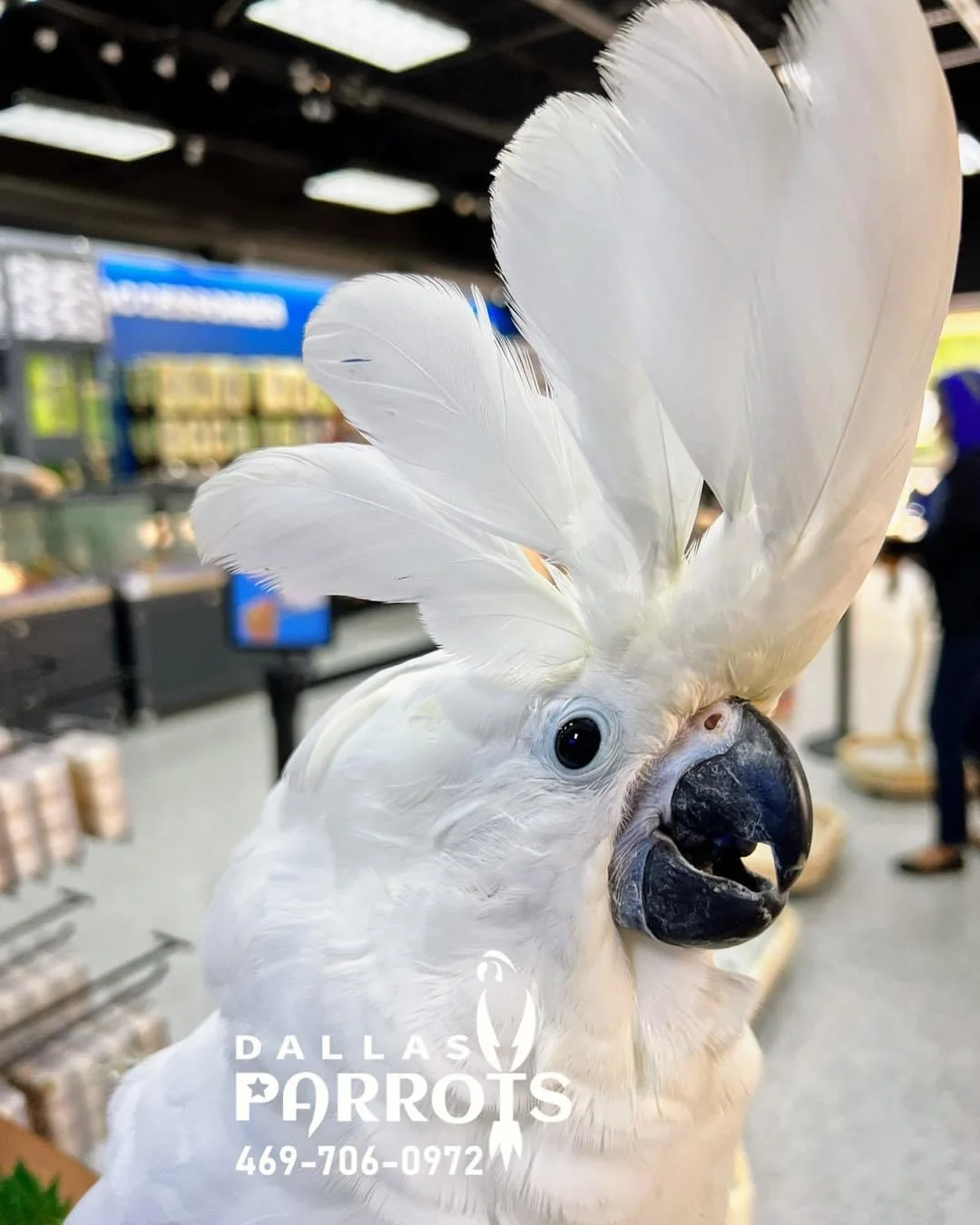 A relevant stock photo of cockatoo for sale in a typical setting.