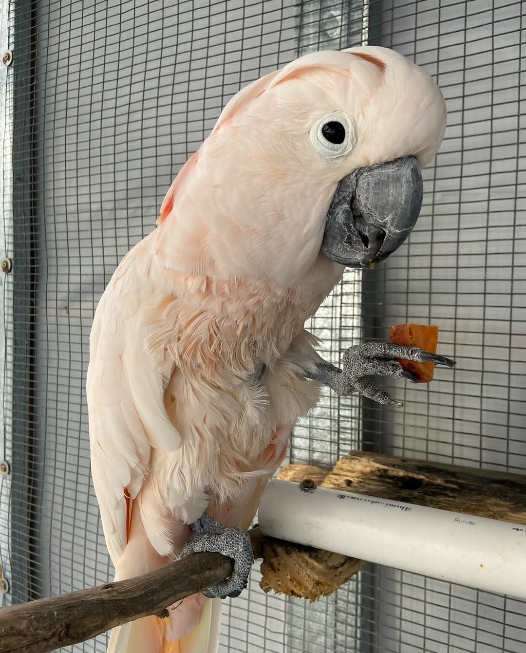 A relevant stock photo of cockatoo for sale in a typical setting.