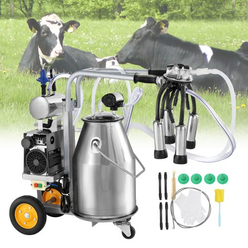 A relevant stock photo of cow milking machine in a typical setting.