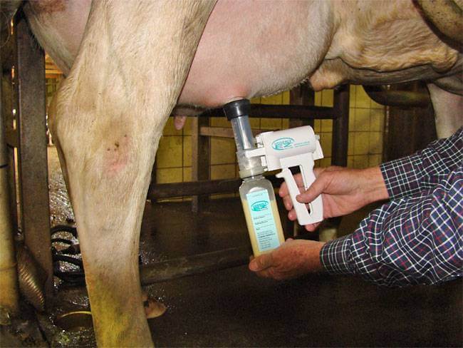 A relevant stock photo of cow milking machine in a typical setting.