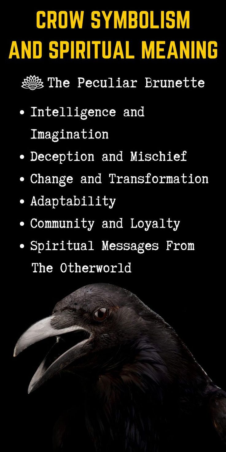 A relevant stock photo of crow spiritual meaning in a typical setting.