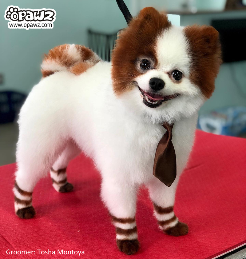 A relevant stock photo of dog hair colour dye in a typical setting.
