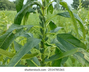 A relevant stock photo of gingelly plant in a typical setting.