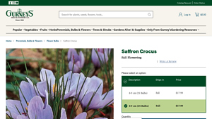 Gurney's - Saffron Crocus