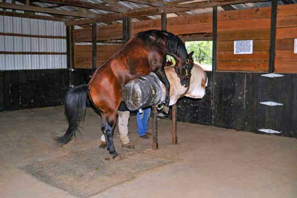 A relevant stock photo of horse cum in a typical setting.