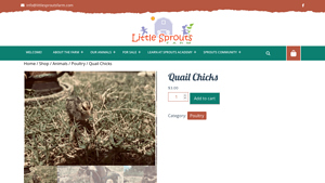 Little Sprouts Farm - Quail Chicks