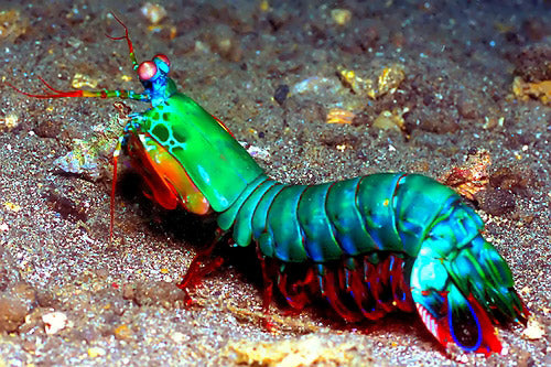 A relevant stock photo of mantis shrimp for sale in a typical setting.