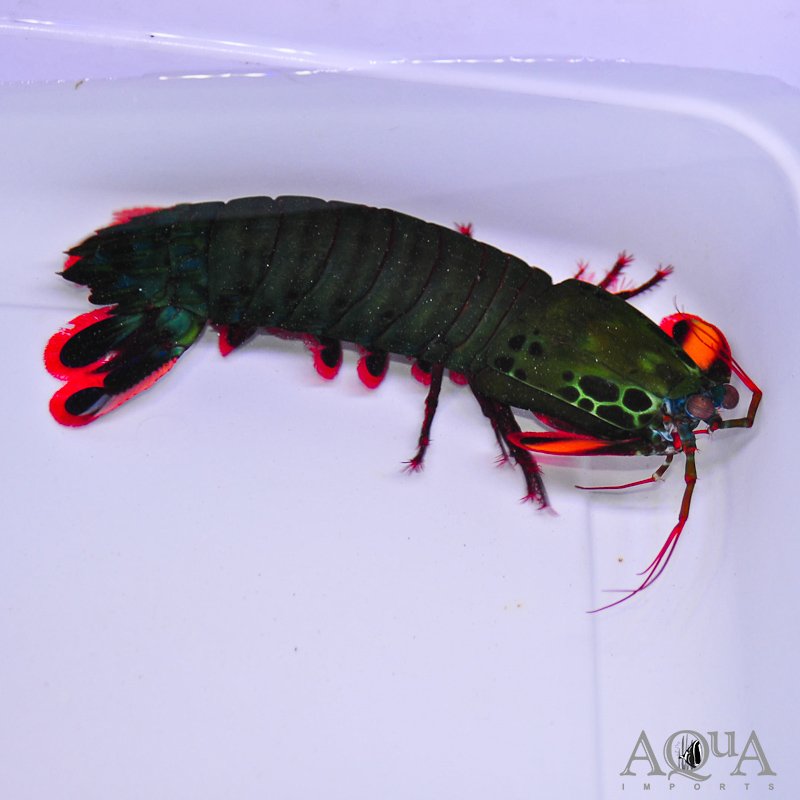 A relevant stock photo of mantis shrimp for sale in a typical setting.