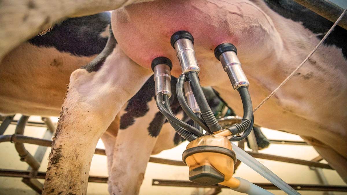 A relevant stock photo of milking machine in a typical setting.