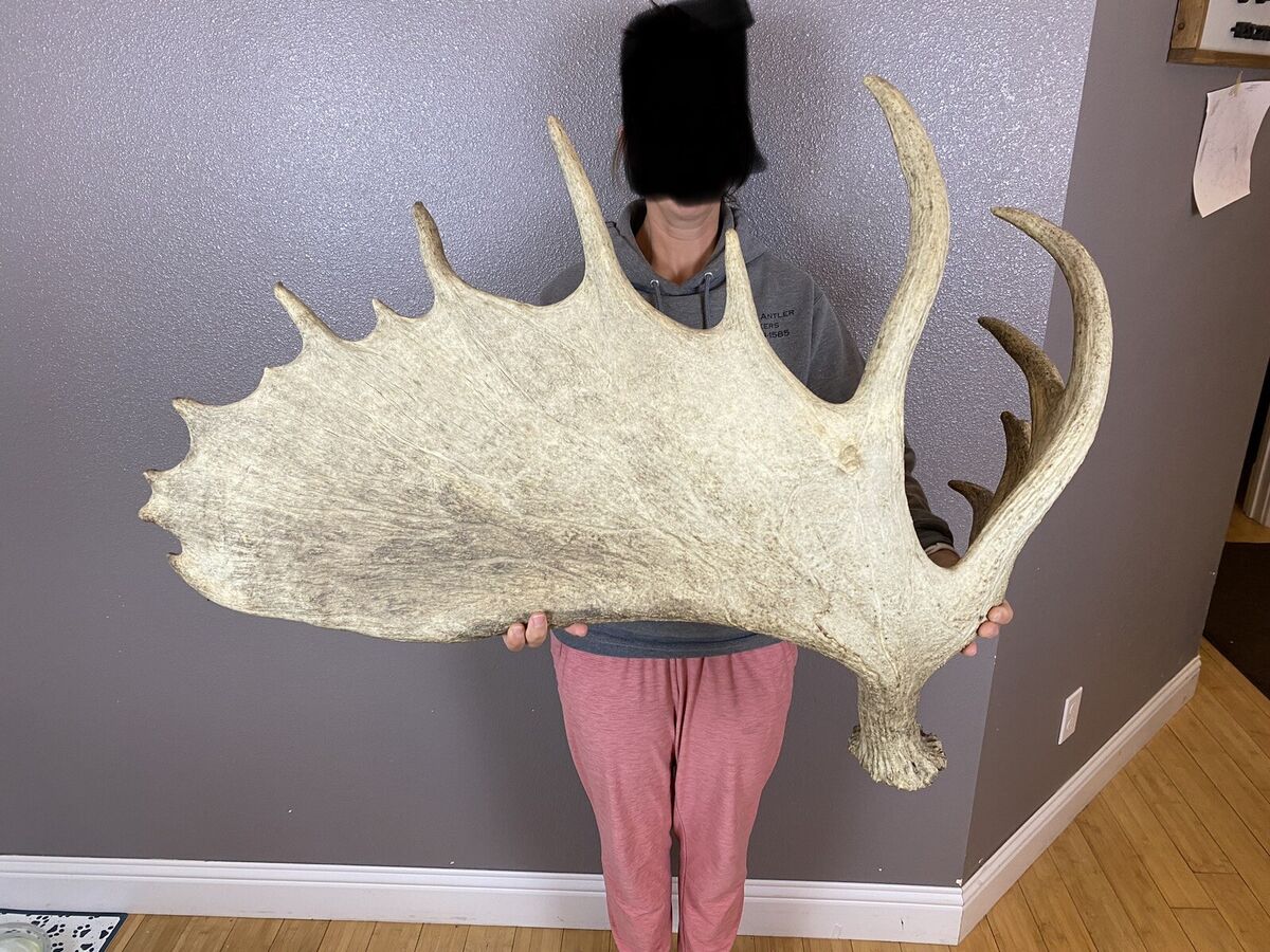 A relevant stock photo of moose antlers for sale in a typical setting.