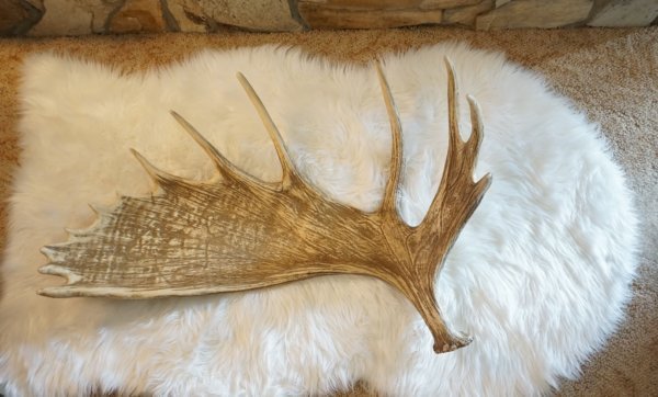 A relevant stock photo of moose antlers for sale in a typical setting.