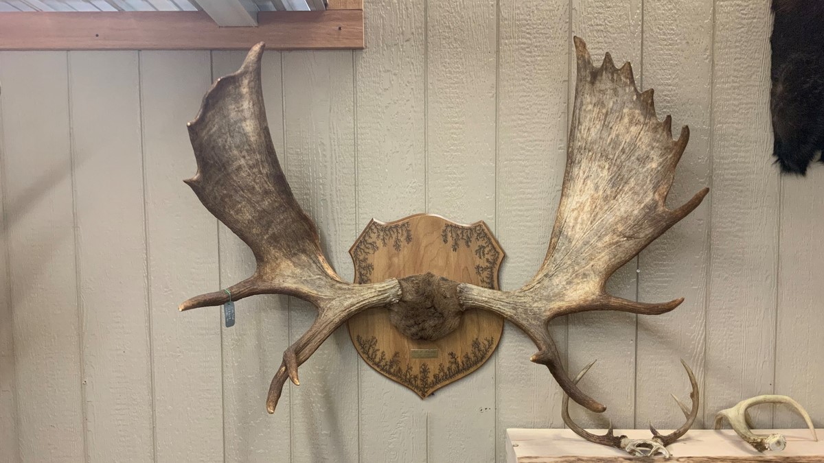 A relevant stock photo of moose antlers for sale in a typical setting.
