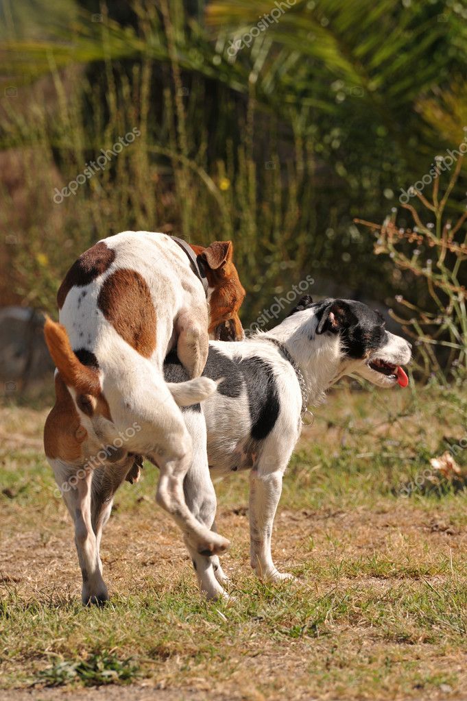 A relevant stock photo of sexo con animales in a typical setting.