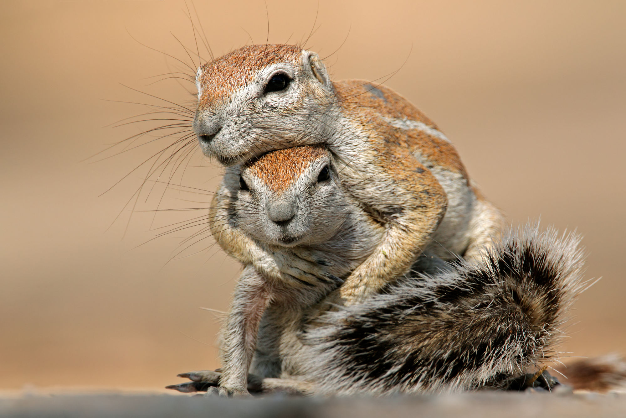 A relevant stock photo of sexo con animales in a typical setting.