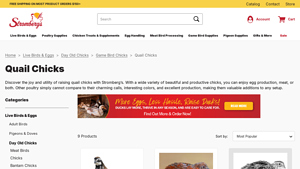 Stromberg's - Quail Chicks