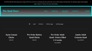 The Quail Store - Ayem Cemani Chicks