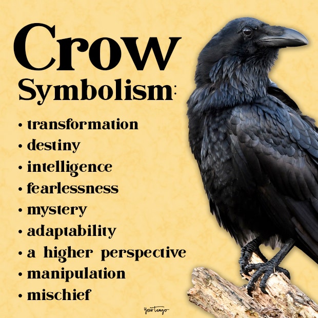 A relevant stock photo of what do crows represent in a typical setting.