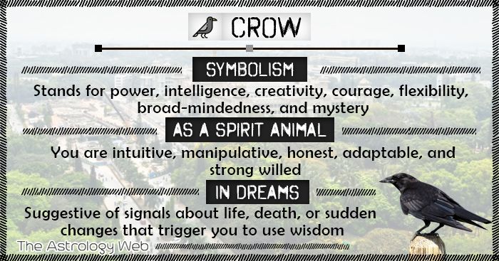 A relevant stock photo of what do crows represent in a typical setting.