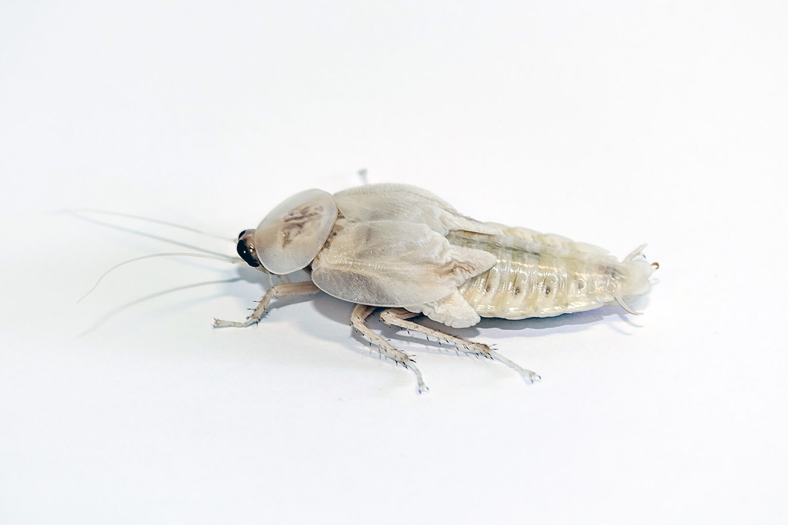 A relevant stock photo of white cockroach in a typical setting.