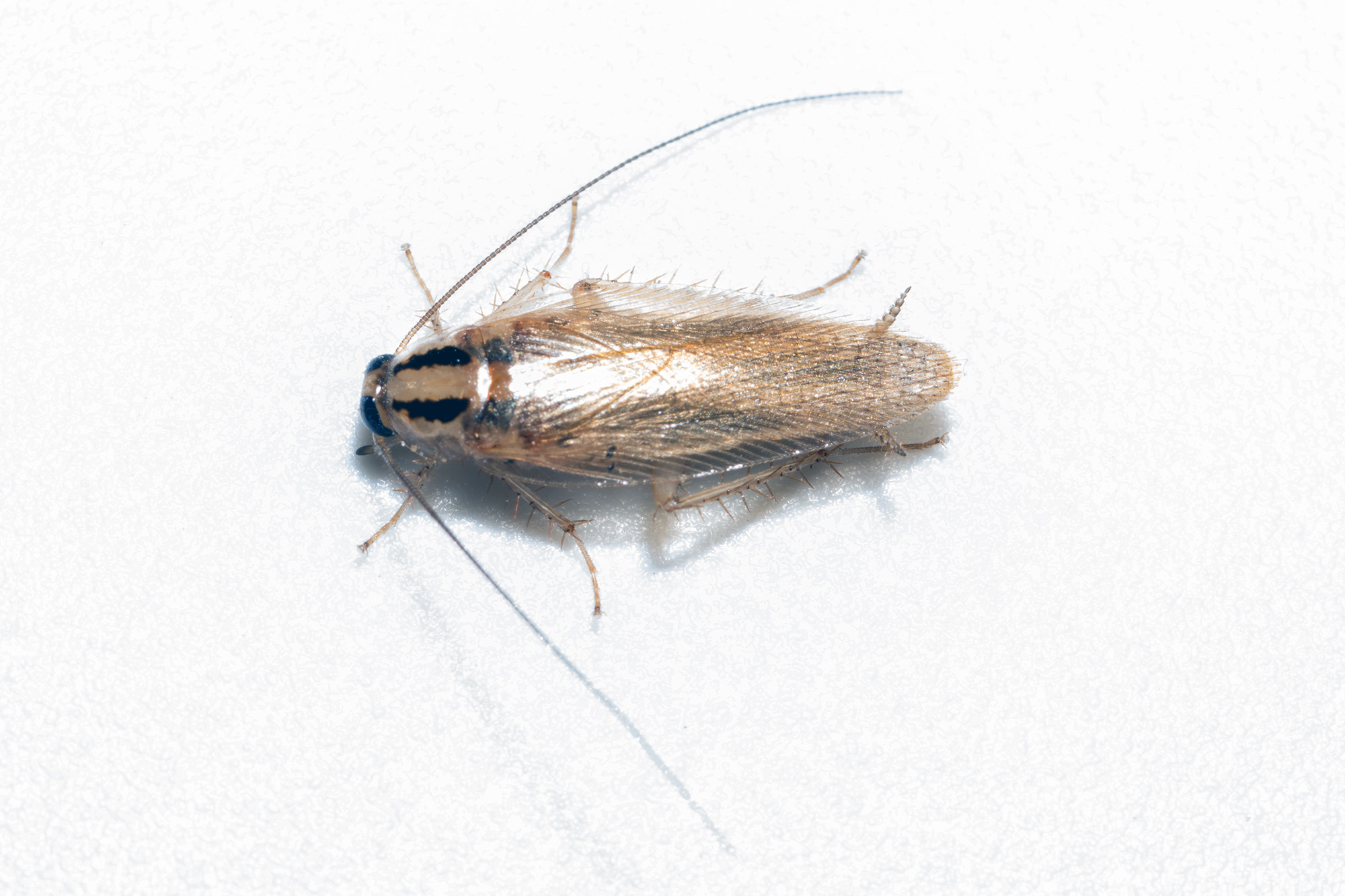 A relevant stock photo of white cockroach in a typical setting.